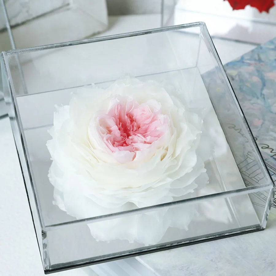 Preserved peony in a modern mirrored display, a lasting symbol of love.