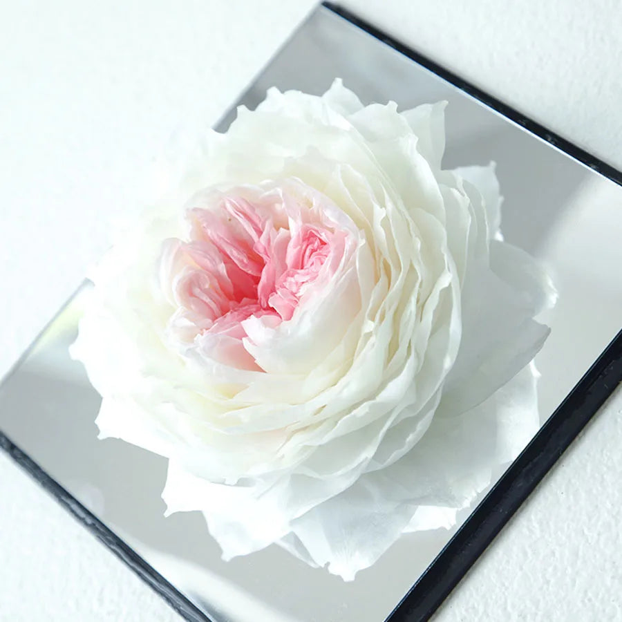 Single preserved peony encased in a square mirrored box.