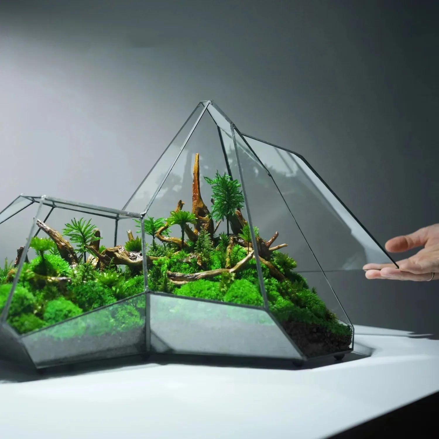 Geometric glass terrarium with plants on a gray background