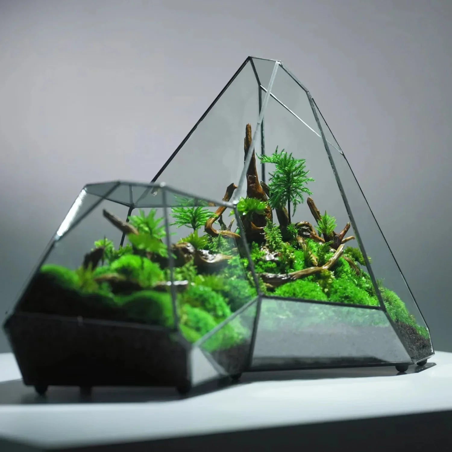 Geometric glass terrariums with green plants on a neutral background