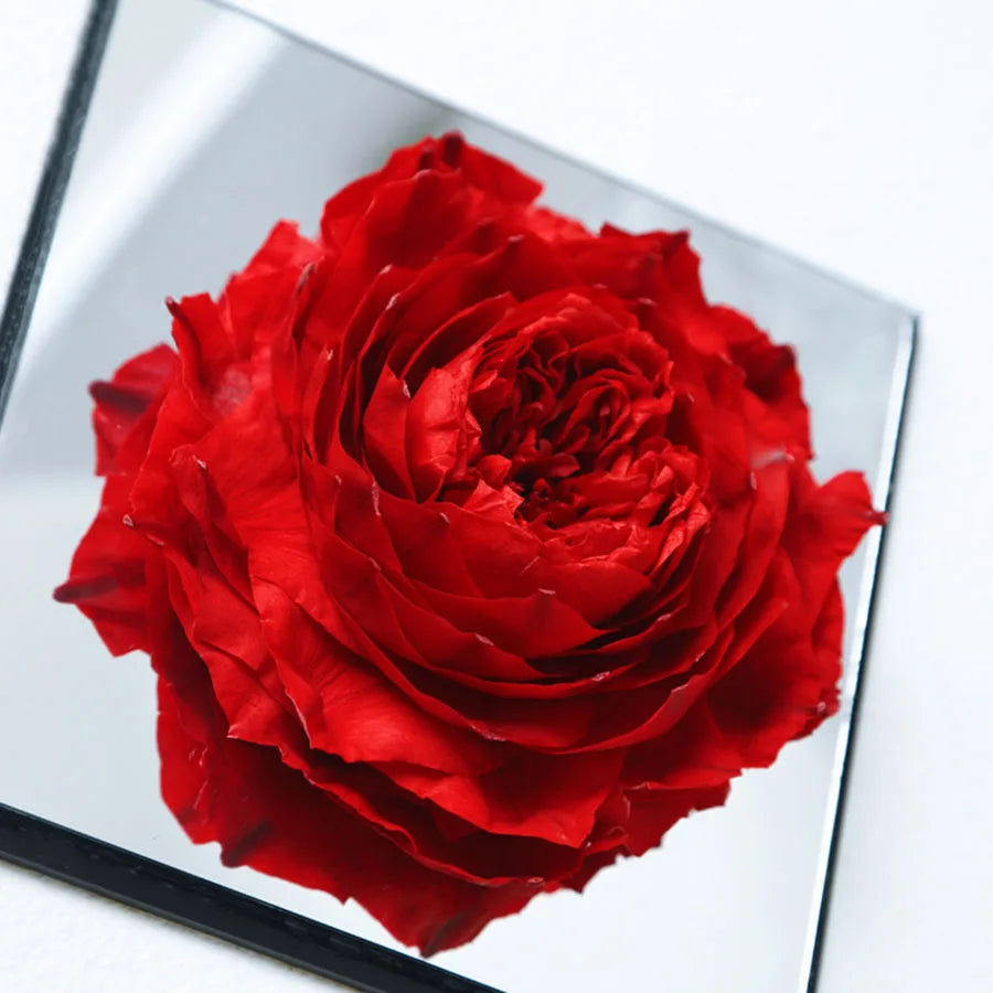 Beautiful preserved peony arrangement for home or desk decor.