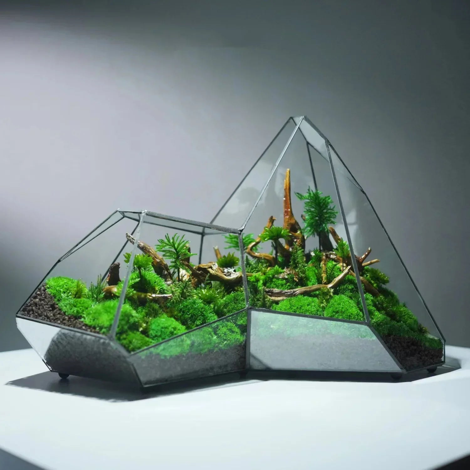 Geometric glass terrarium with green plants and wood on a gray background