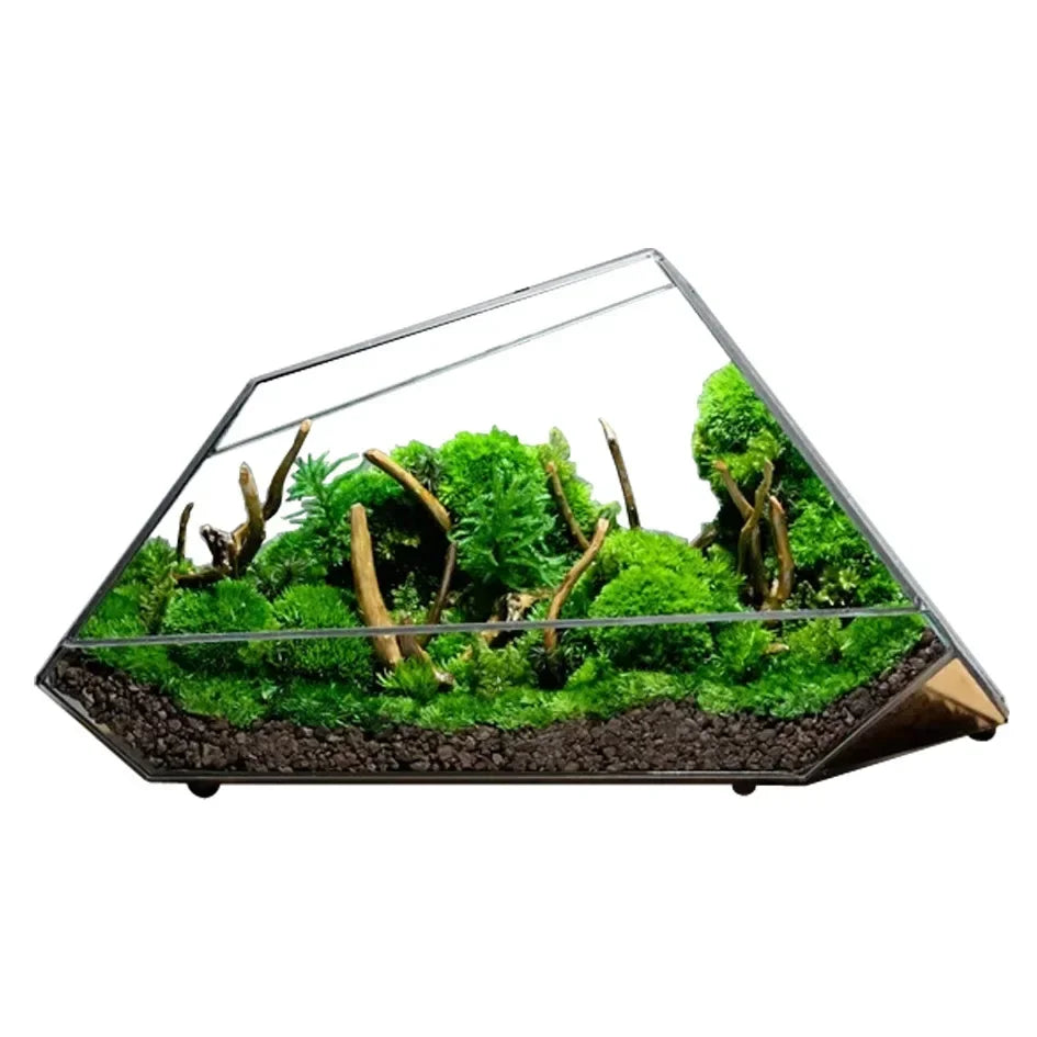 Geometric terrarium with green plants and brown branches on a white background