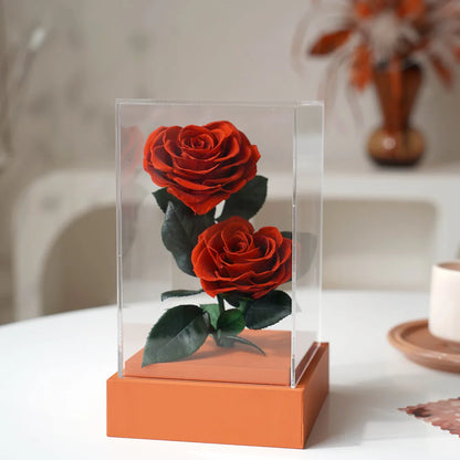 Preserved roses in a transparent box, a lasting symbol of love