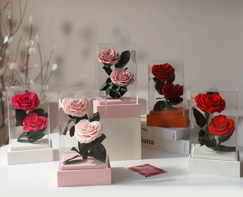 MODFIN preserved rose display, a perfect Valentine&