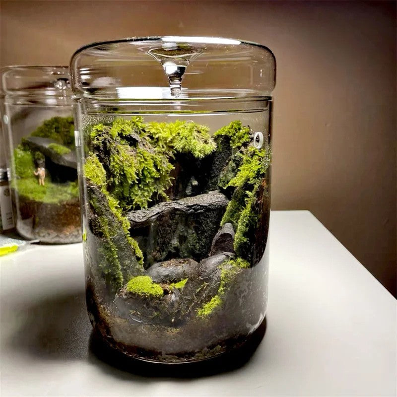 Glass jar with a terrarium containing moss and rocks on a white surface.