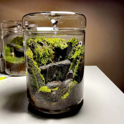 Glass jar with a terrarium containing moss and rocks on a white surface.